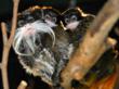 Two Emperor tamarin babies with their father. Photo credit: Amy Frankel/San Francisco Zoo